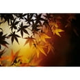 thumbnail image 1 of Japan, Kyoto, Colorful Japanese Maple Leaves In Autumn. Poster Print (17 x 11), 1 of 3