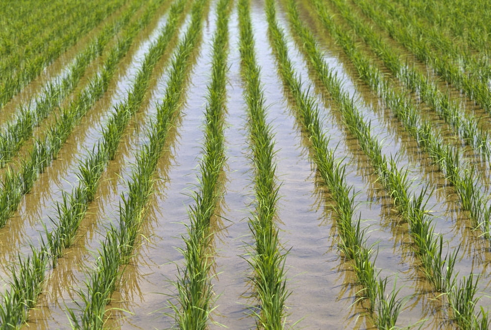 Japan Kyushu View Of Young Rice Shoots Growing In Rows In Large Field Water Canvas Art - Rita Ariyoshi  Design Pics (19 x 12)