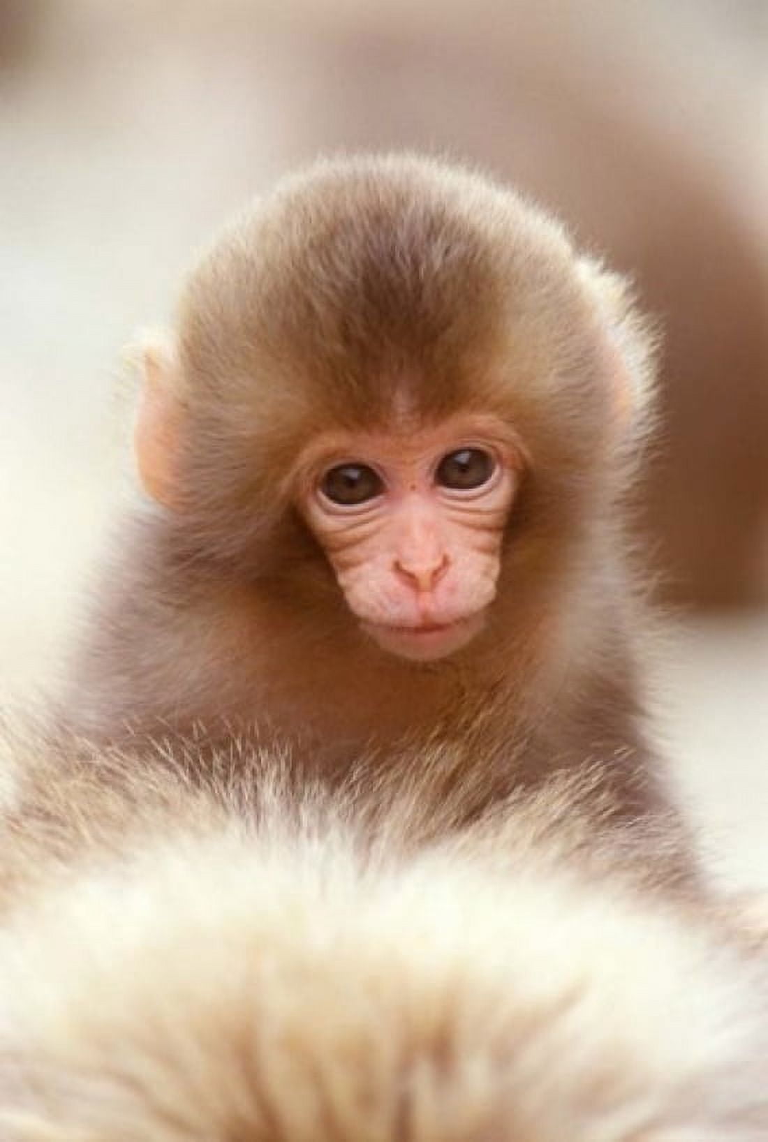 Japan Nagano Jigokudani Snow Monkey Baby Canvas Art - Rob Tilley DanitaDelimont (24 x 36)