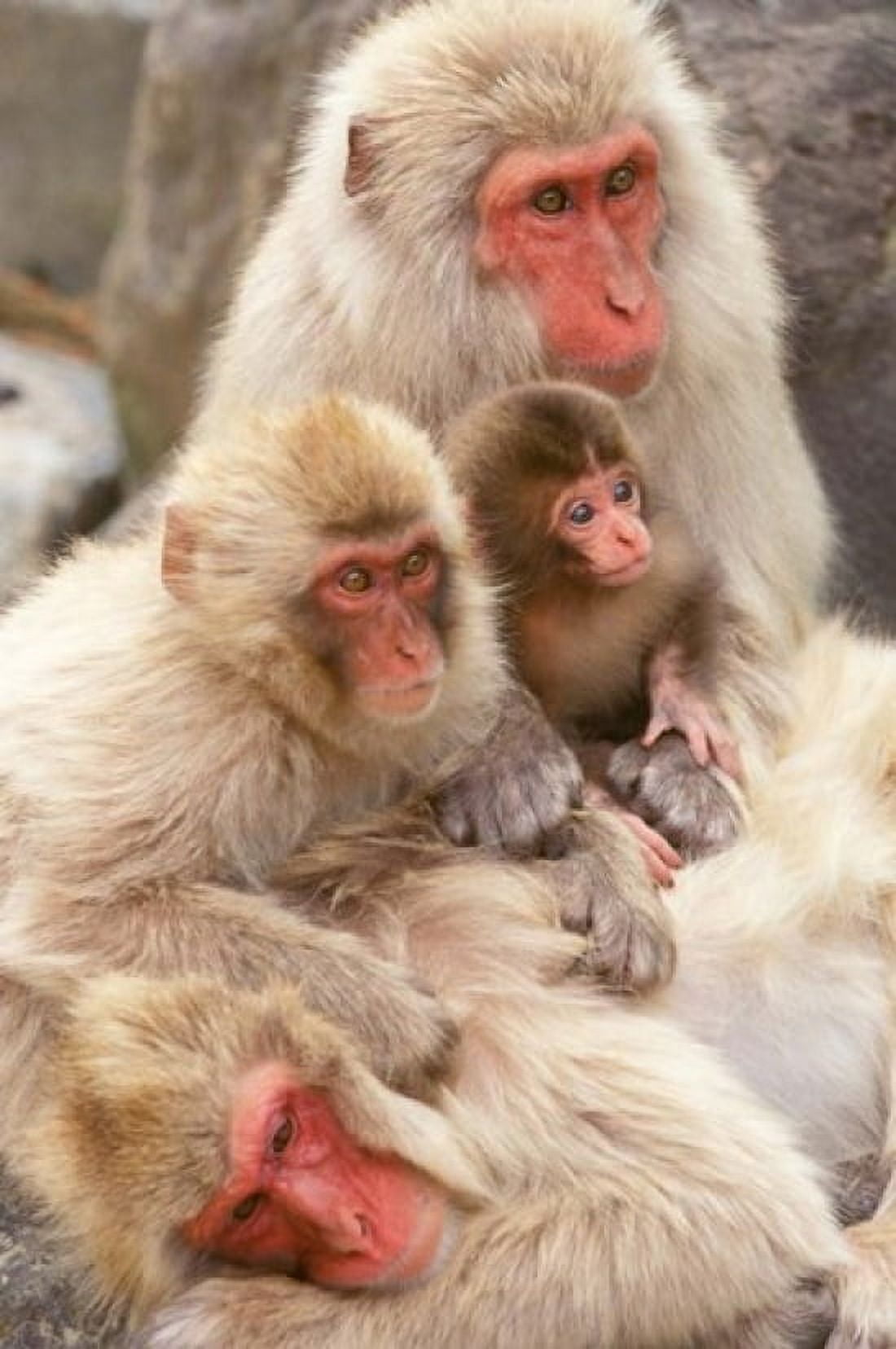 Japan Nagano Jigokudani Snow Monkey Family Canvas Art - Rob Tilley DanitaDelimont (15 x 23)
