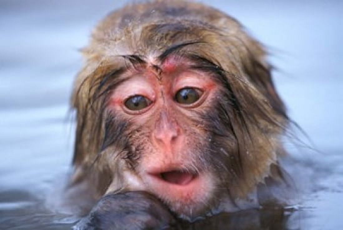 Japan Nagano Jigokudani Snow Monkey in Hot Spring Canvas Art - Rob Tilley DanitaDelimont (22 x 15)