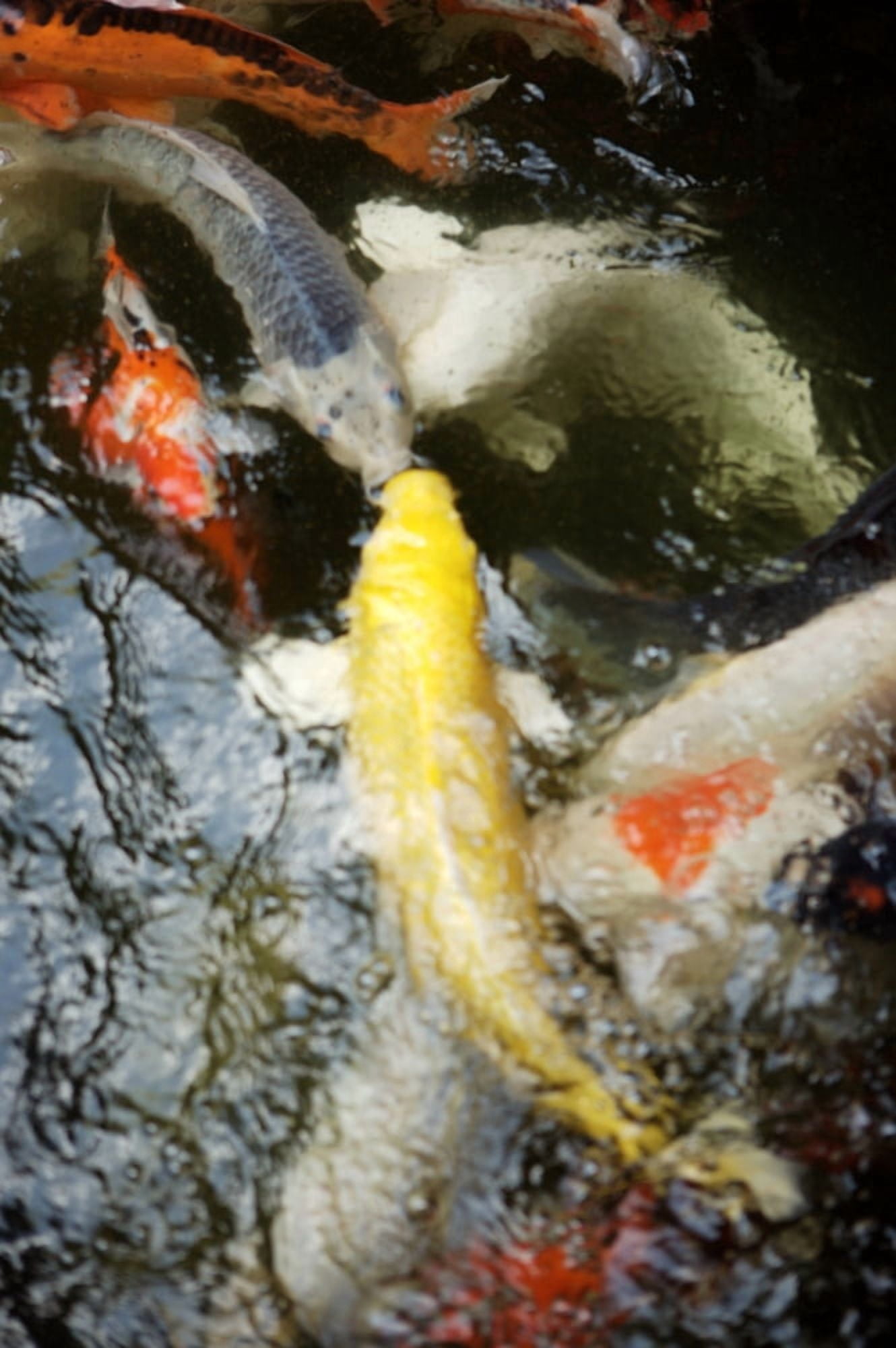 Japan Tokyo Koi In Pond Canvas Art - Larry Dale Gordon Design Pics (11 x 17)
