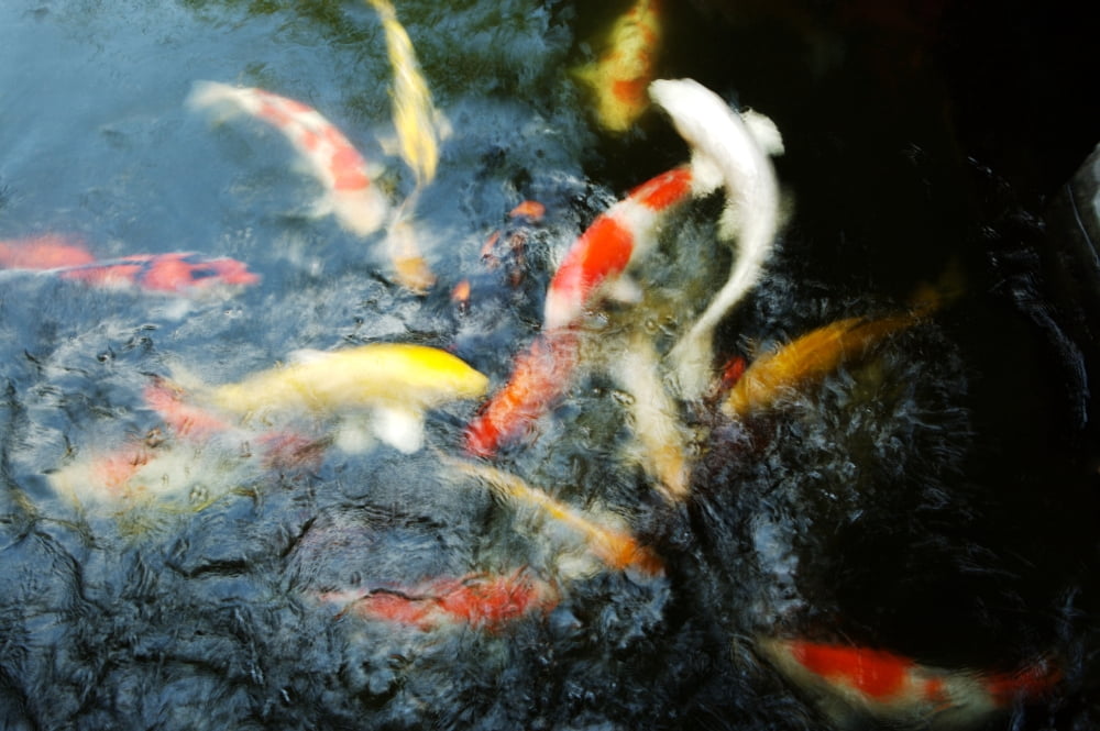 Japan Tokyo Koi In Pond Canvas Art - Larry Dale Gordon Design Pics (17 x 11)