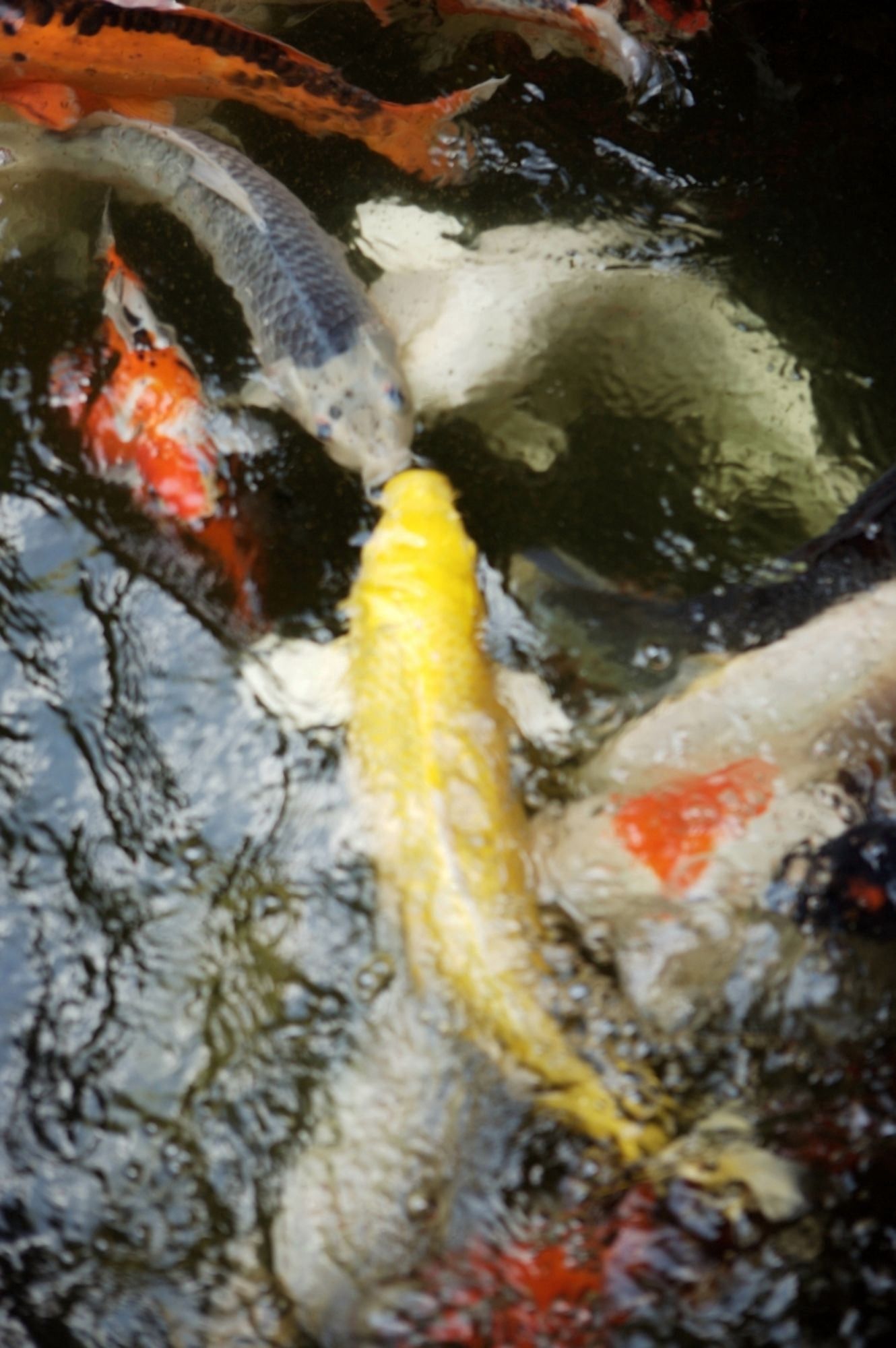 Japan Tokyo Koi In Pond Canvas Art - Larry Dale Gordon Design Pics (22 x 34)