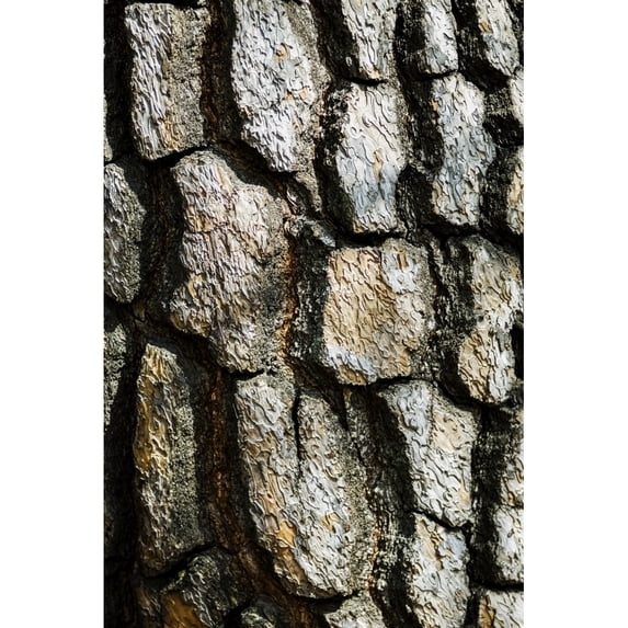 Japan, Tokyo, Shinjuku Gyoen Park, Thick Tree Bark Patterns. by Bill Brennan / Design Pics (11 x 17)