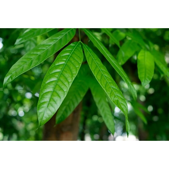 CZ Grain 5 Japanese Stone Oak Tree Plant Seeds, Edible Nuts