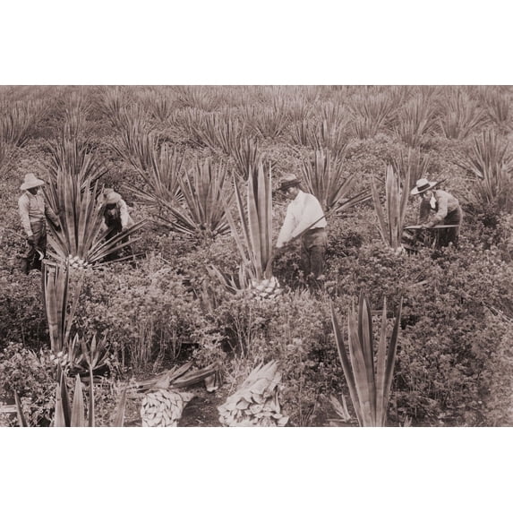 Japanese Americans On Sisal Plantation In Hawaii Ca. 1915. Japanese Emigrated To Hawaii And The American West Coast From 1885 Until 1907 When The United States And Japanese 'Gentleman'S Agreement '