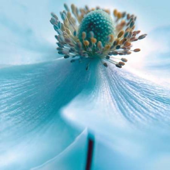 Japanese Anemone 2 Canvas Art - Ian Winstanley (24 x 24)