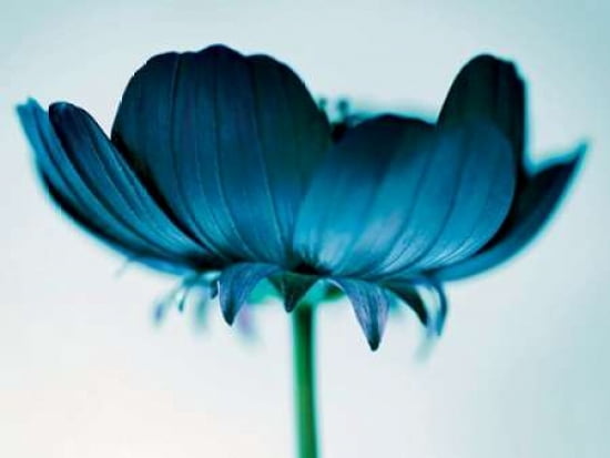 Japanese Anemone 3 Canvas Art - Ian Winstanley (18 x 24)