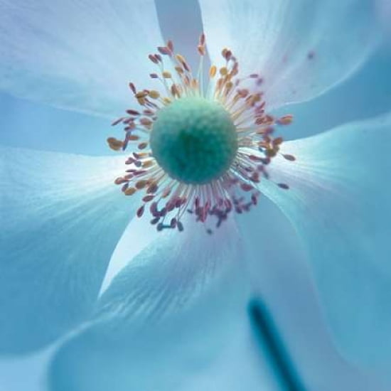 Japanese Anemone Canvas Art - Ian Winstanley (24 x 24)