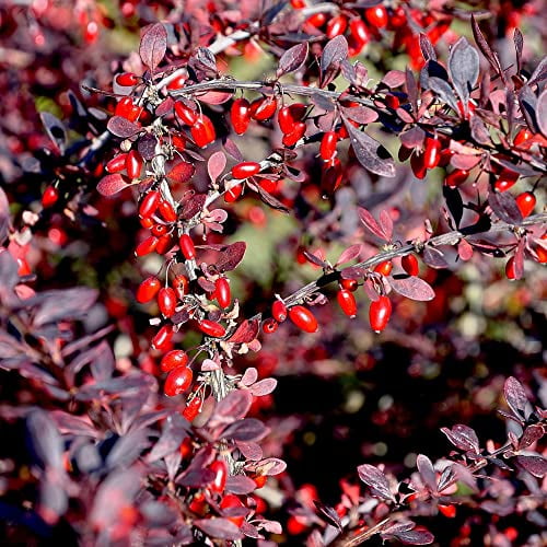 Japanese Barberry Seeds Berberis Thunbergii Fragrant Attracts Birds Low