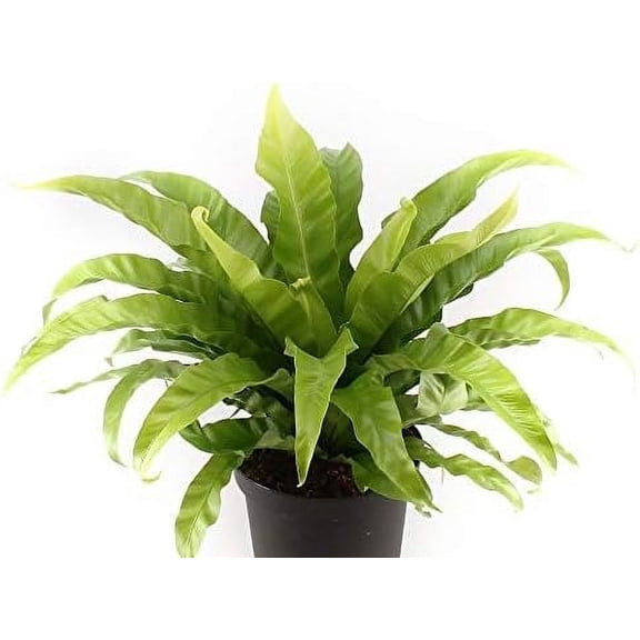 Japanese Bird's Nest Fern - 3 Live Plants in 6 Inch Pots - Asplenium Nidus - Beautiful Easy Care Indoor Houseplant Fern