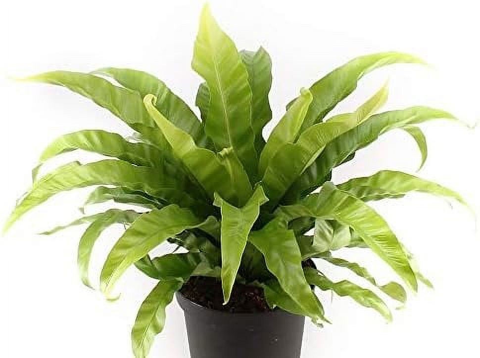 Japanese Bird's Nest Fern 5 Live Plants in 6 Inch Pots Asplenium
