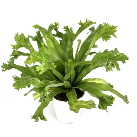 Japanese Bird's Nest Fern Asplenium Antiquum Crissie Live Plants in 4in Pot, High Humidity