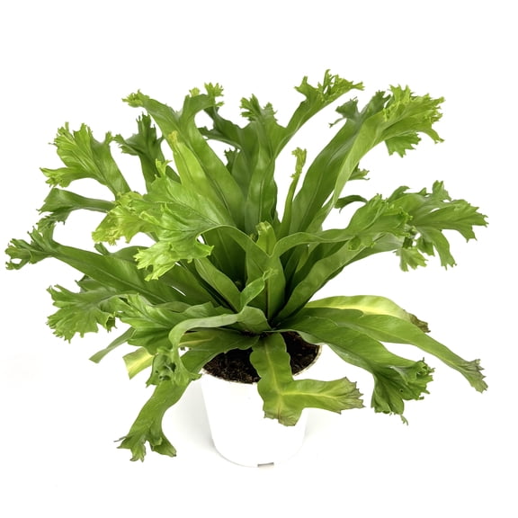 Japanese Bird's Nest Fern Asplenium Antiquum Crissie Live Plants in 4in Pot, High Humidity