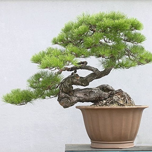 Japanese Black Pine 20 seeds Pinus thunbergii Bonsai Ornamental. Bonsai Seed evergreen bonsai
