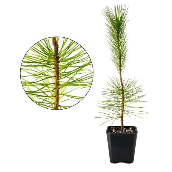 Japanese Black Pine Bonsai Tree, 3-5-Inch Tall Bonsai Tree Live, Live Plants for Outdoor or Indoor Garden, Mini Tree in 2-Inch Pot (1)