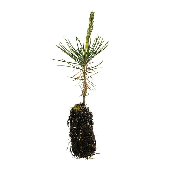 Japanese Black Pine | Medium Tree Seedling | The Jonsteen Company
