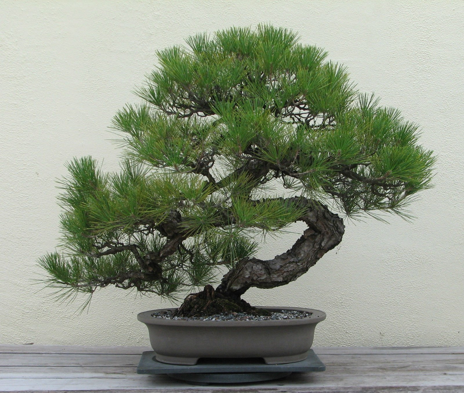 Japanese Black Pine Seeds - BONSAI TREE - Exotic Tree / Houseplant