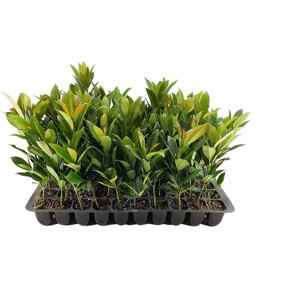 Japanese Blueberry  20 Live Trees  Elaeocarpus Decipiens  Evergreen Privacy Screening Plant