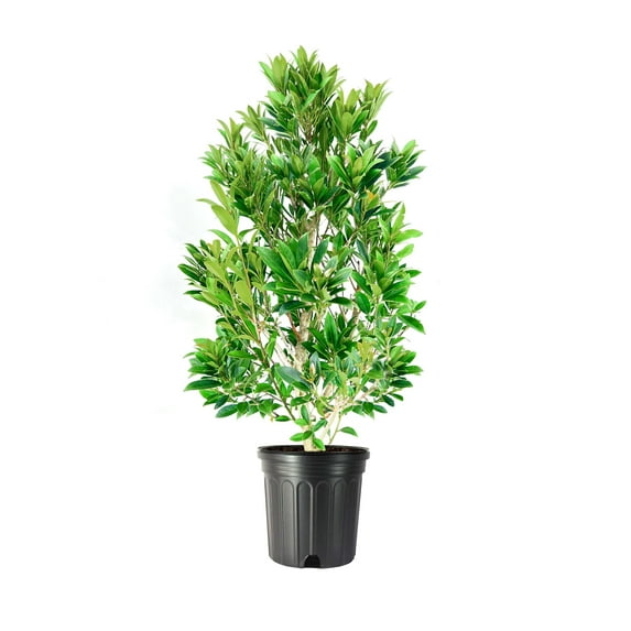 Japanese Blueberry Elaeocarpus 1 Extra Large 3 Gallon Plant Elaeocarpus decipiens Evergreen Beauty Landscape Favorite