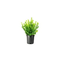 Japanese Boxwood | 1 Extra Large 3 Gallon Plant | Buxus Microphylla | Evergreen Shrub, Low Maintenance, Ideal for Hedges, Dense Foliage, Perfect for Borders, Hardy Versatile Landscaping