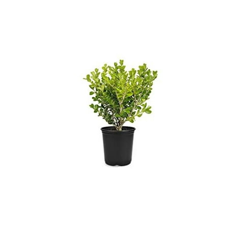 Japanese Boxwood 1 Live 4 Inch Pot Buxus Microphylla Formal Evergreen Low Maintenance Hedge Plants