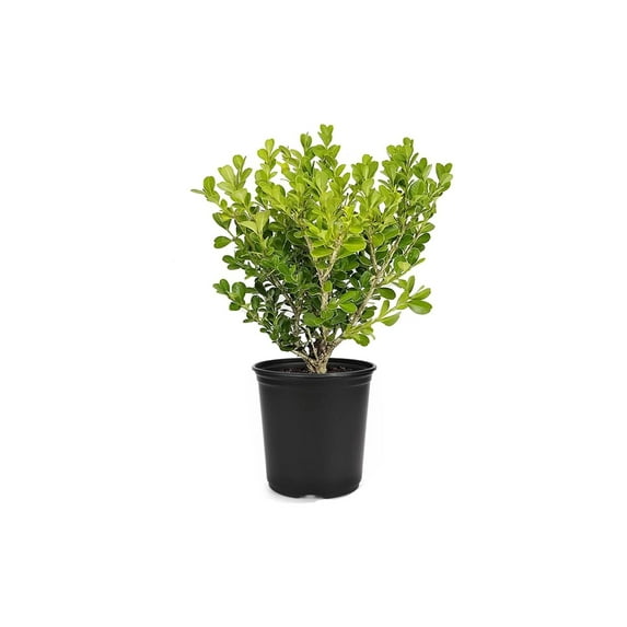 Japanese Boxwood | 10 Live 4 Inch Plants | Buxus Microphylla | Evergreen Shrub, Low Maintenance, Ideal for Hedges, Year-Round Greenery, Dense Foliage, Perfect for Borders, Versatile Landscaping Plant