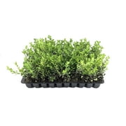 Japanese Boxwood - 10 Live Plants - 2" Pot Size - Buxus Microphylla - Fast Growing Cold Hardy Formal Evergreen Shrub
