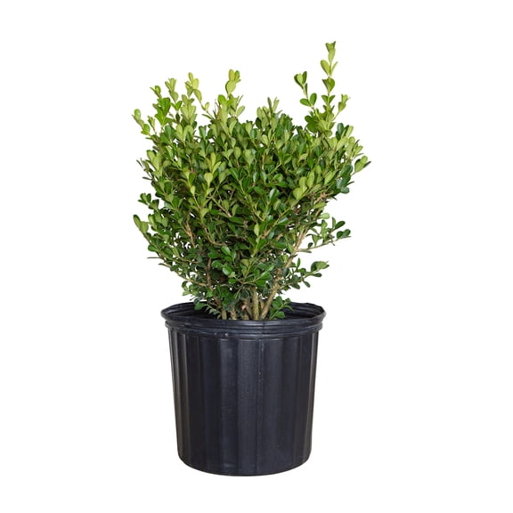 Expert Gardener Japanese Boxwood (2.5 Gallon) Low-Maintenance Evergreen Hedge Shrub - Full Sun Live Outdoor Plant