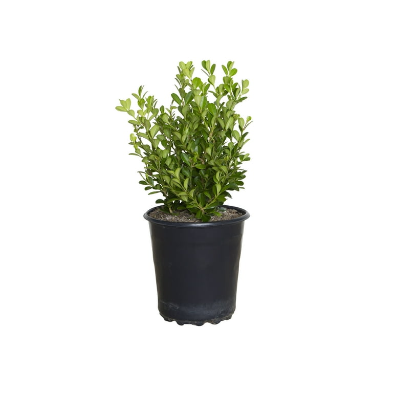 Japanese Boxwood - 2.5 Qt. Japanese Boxwood - 2.5 Qt.