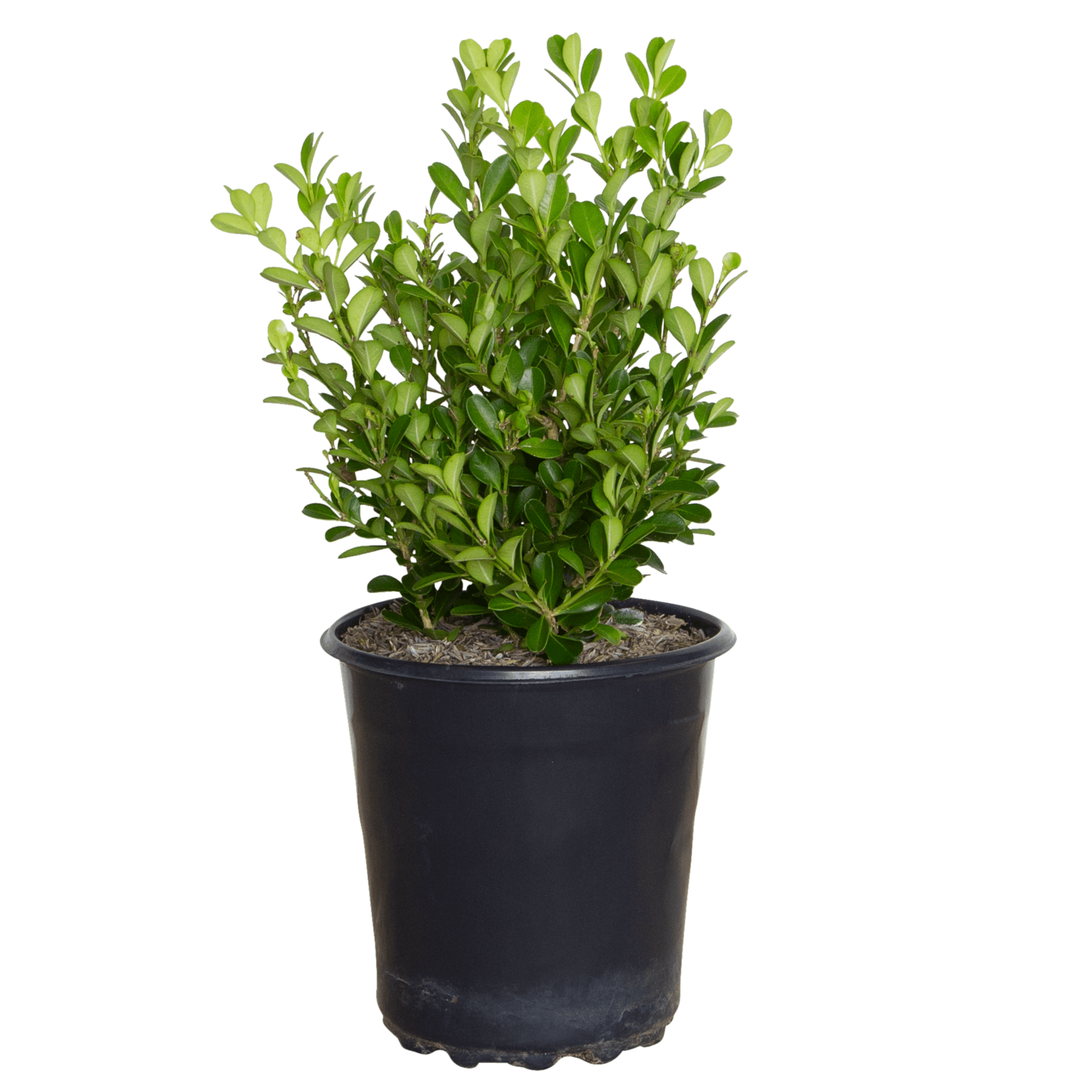 HOLLY shrubs-hedges-o478401-64_1000.jpg