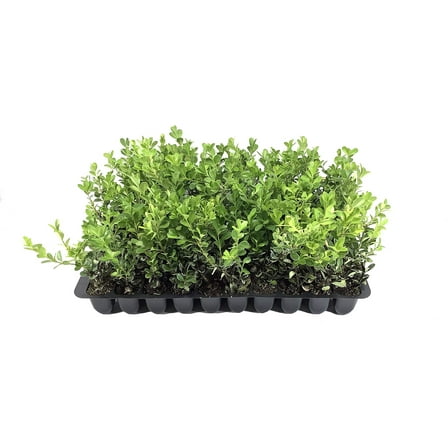 Japanese Boxwood - 20 Live Plants - 2" Pot Size - Buxus Microphylla - Fast Growing Cold Hardy Formal Evergreen Shrub