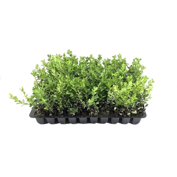 Japanese Boxwood - 20 Live Plants - 2" Pot Size - Buxus Microphylla - Fast Growing Cold Hardy Formal Evergreen Shrub