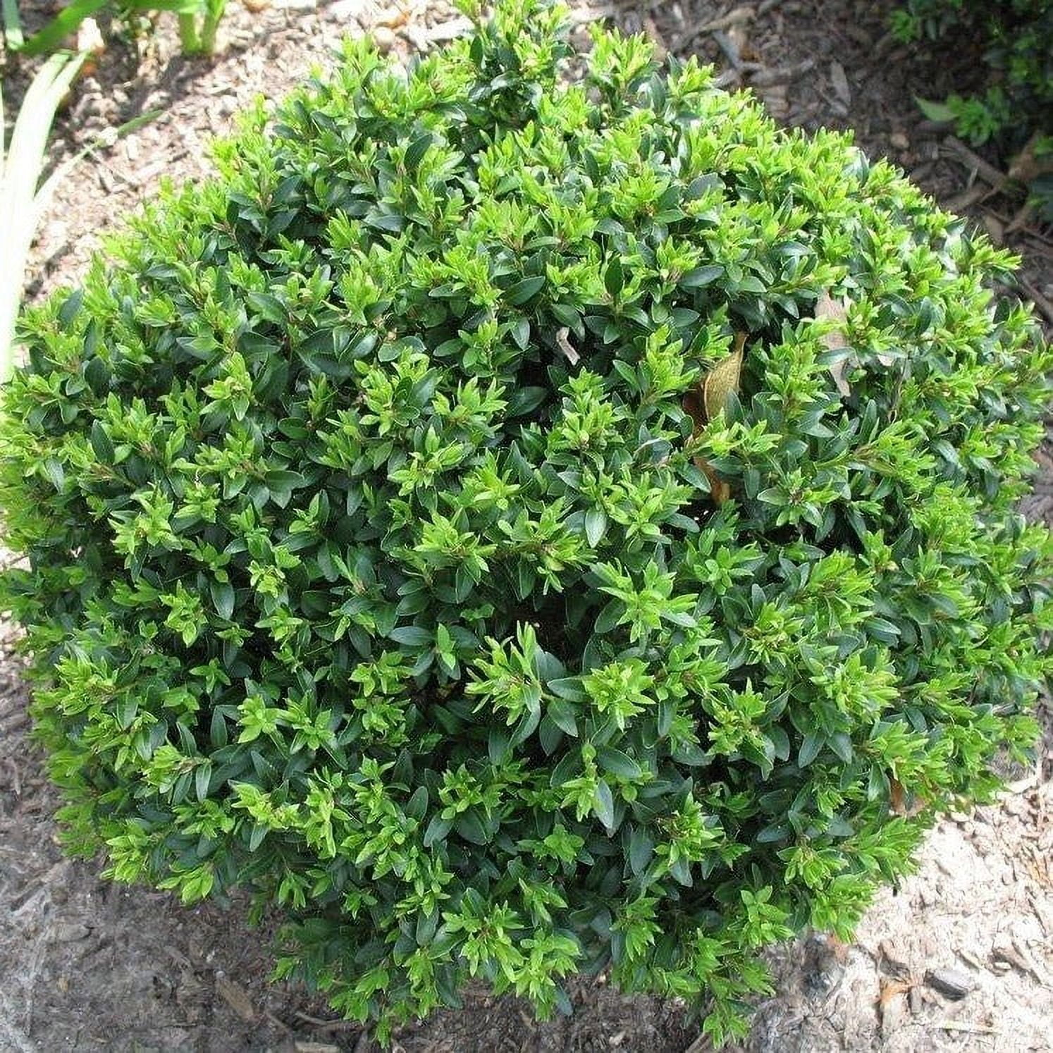 Japanese Boxwood 3 Gallon