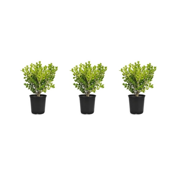 Japanese Boxwood  3 Live 4 Inch Pots  Buxus Microphylla  Formal Evergreen Low Maintenance Hedge Plants