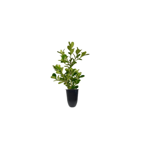 Japanese Boxwood | 3 Live Plants | Buxus Microphylla | Evergreen Shrub, Low Maintenance, Ideal for Hedges, Year-Round Greenery, Dense Foliage, Perfect for Borders, Versatile Landscaping Plant