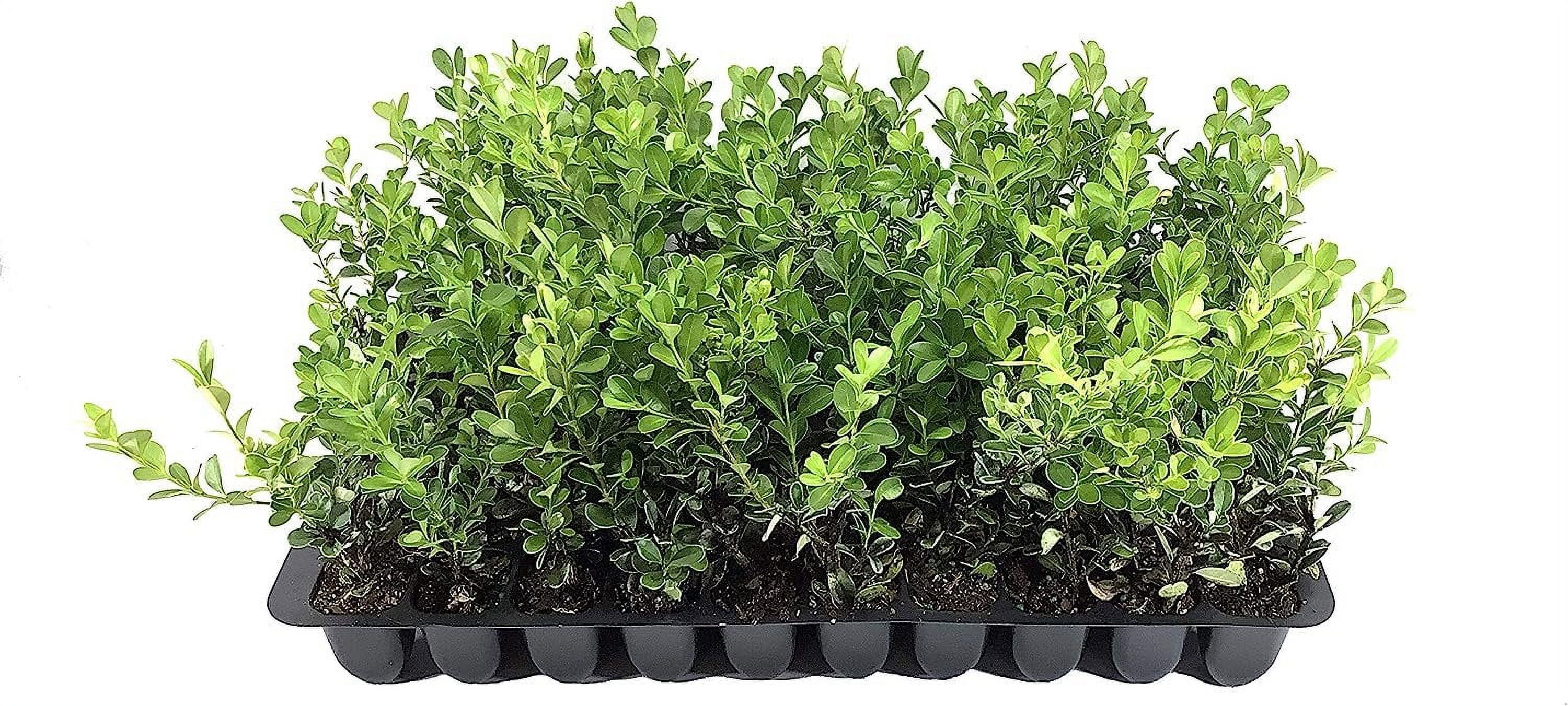 Japanese Boxwood 40 Live Plants 2" Pot Size Buxus Microphylla