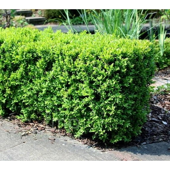 New Life Nursery and Garden 72 in Japanese Boxwood Live Plant, Fast Growing
