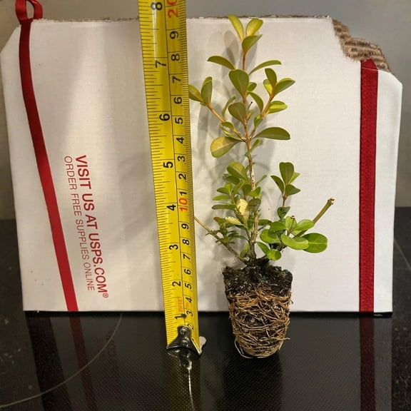 Japanese Boxwood – Live Plant