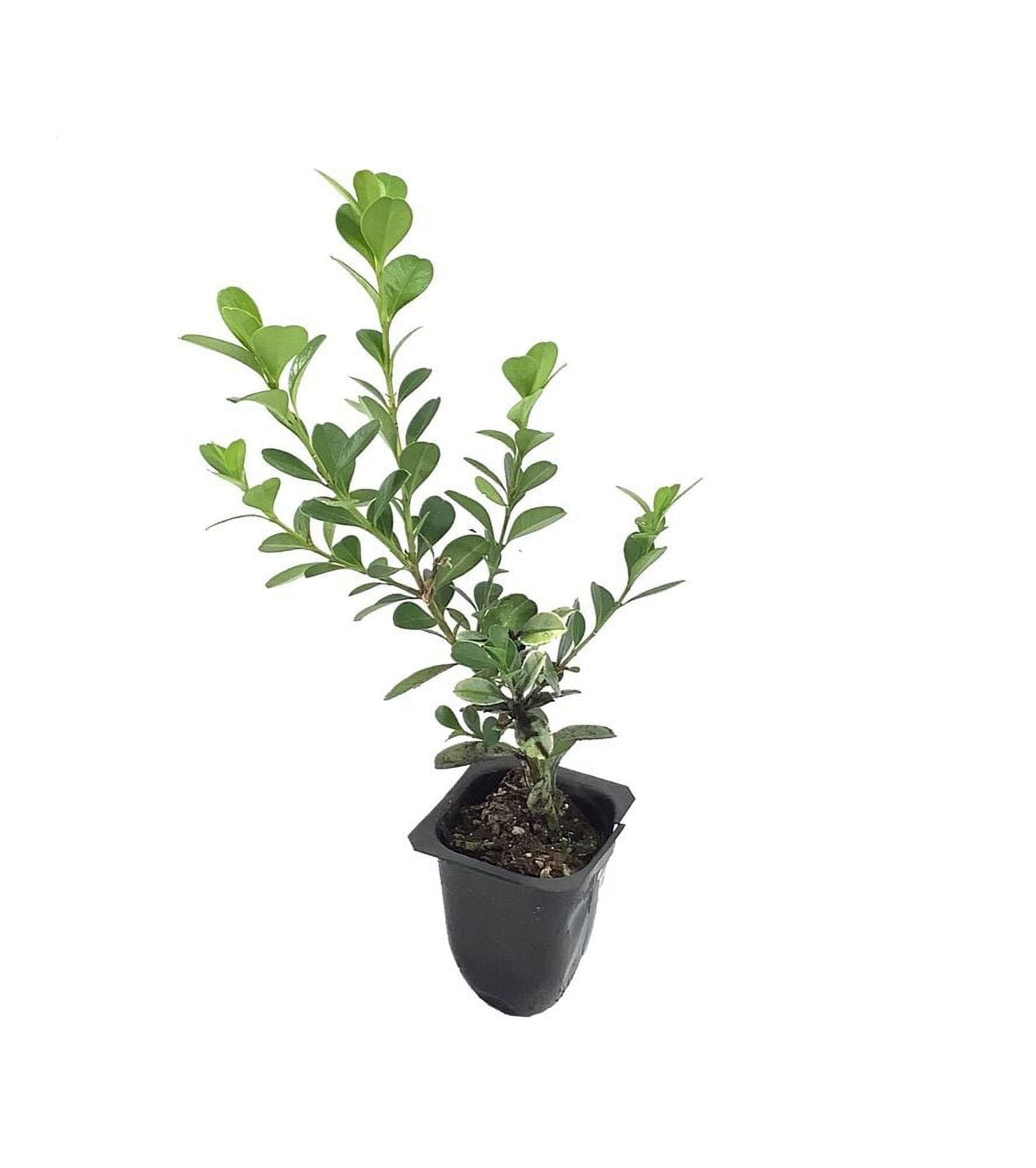 Japanese Boxwood Live Plants 2 Pot Size Buxus Microphylla hb-tumbler-w-b-home