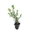 Japanese Boxwood Live Plants 2" Pot Size Buxus Microphylla