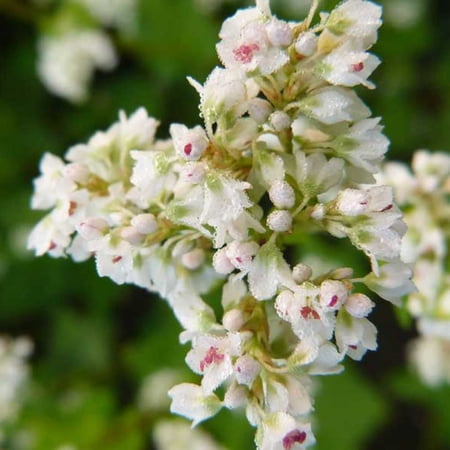 Japanese Buckwheat - 1 OZ ~900 Seeds - Perennial - Non-GMO, Open Pollinated - Farm & Garden Cover Crop - Bee & Pollinator Crop