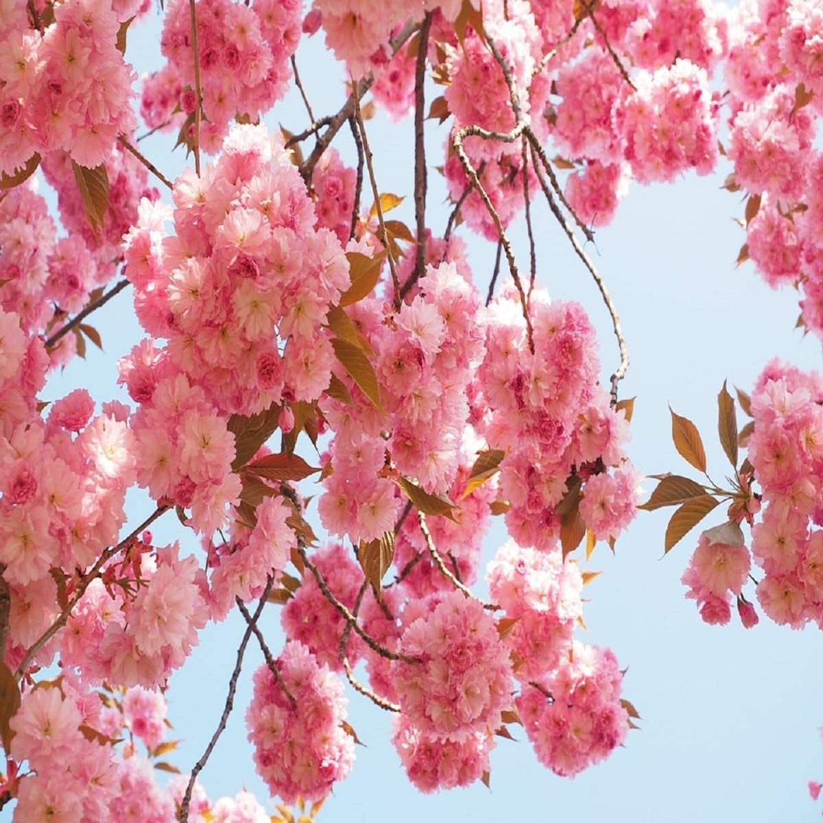 Japanese Cherry Blossom 16 oz Bottle for Candle Making, Soap Making, Tart Making, Room Sprays, Lotions, Car Fresheners, Slime, Bath Bombs, Warmers