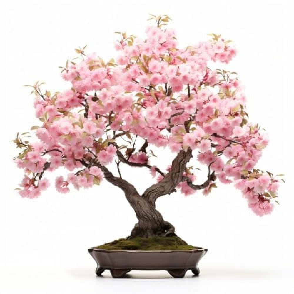 Japanese Cherry Blossom Seeds, Bonsai Seeds, ZLK1&nbsp;Pack of 30 Bonsai  Tree Seeds - Walmart Business Supplies