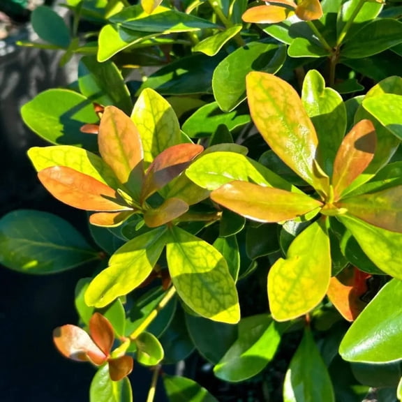 Cleyera False Japonica - 3 Gallon Pot