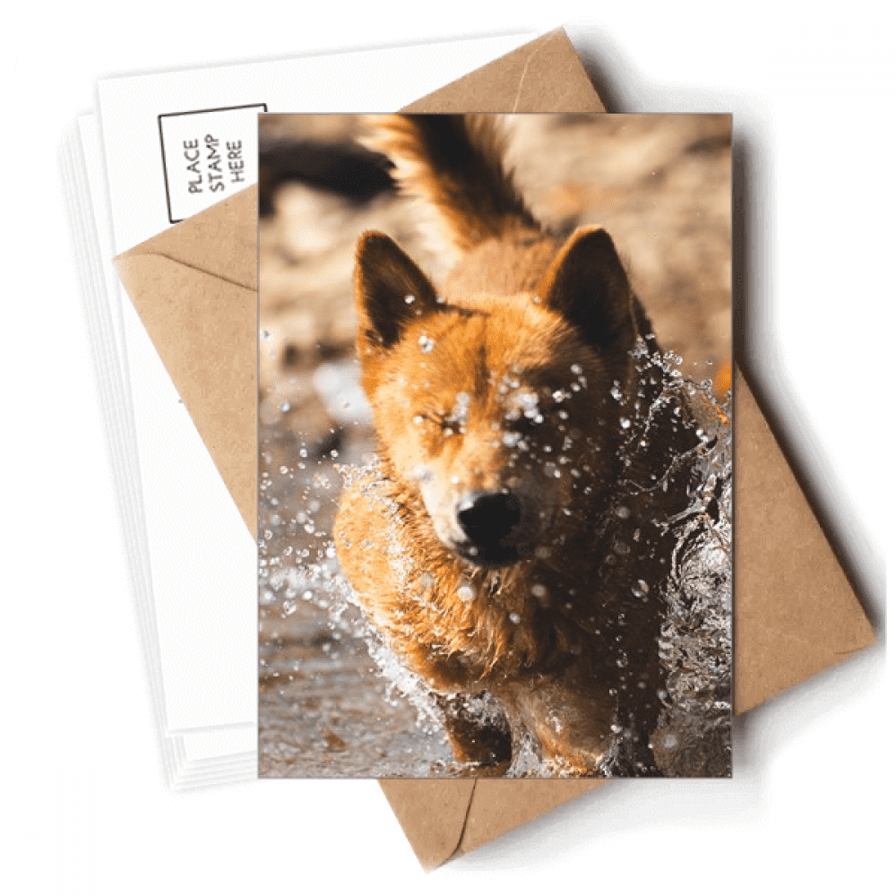 Japanese Dog Cute Animal Photography Postcards Envelopes Blank Note Cards Mailing