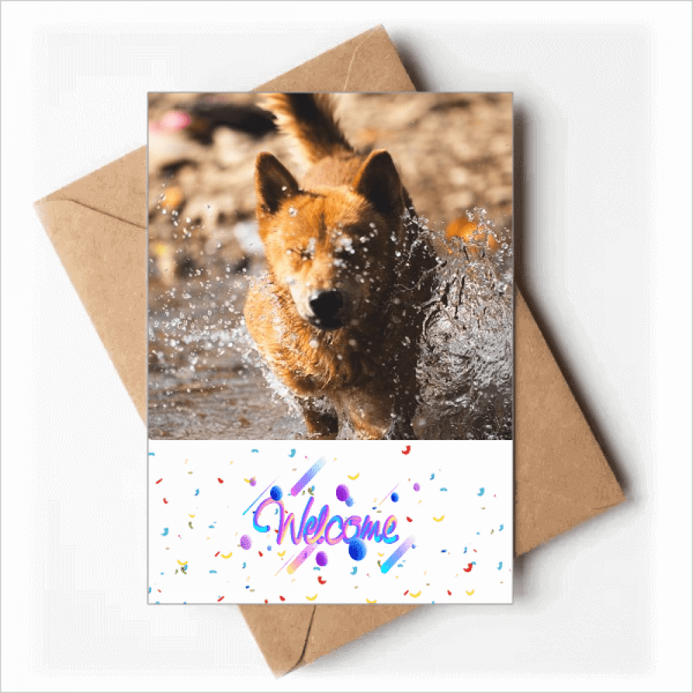 Japanese Dog Cute Animal Photography Welcome Back Greeting Cards Envelopes Blank