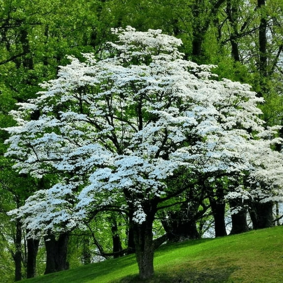 Japanese Dogwood Tree Live Plant, 6-12'' Tall, Kousa Flowering Dogwood Tree for Outdoor, No Ship to HI, AK, PR