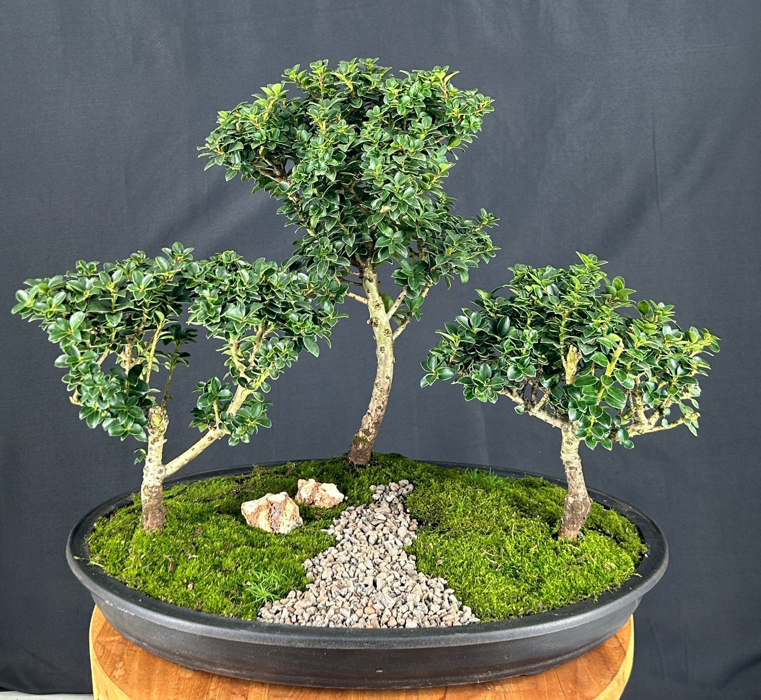bonsai licht LED Grow Lamp for Bonsai – Black & White main image 0